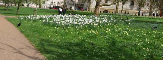 bird, day, England, eye level view, flower, grass, greenery, London, park, spring, sunny, The United Kingdom, tree