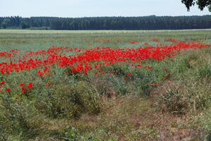 Poland