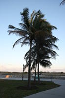 alley, dusk, eye level view, Florida, Miami, palm, The United States, vegetation, winter