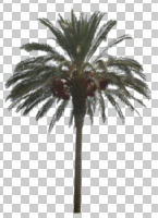 afternoon, ambient light, autumn, cutout, cutout plants, cutout trees, date palm, day, diffuse, diffused light, evergreen, eye level view, natural light, palm, Phoenix dactylifera, tree