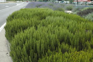 bush, Croatia, day, diffuse, diffused light, eye level view, natural light, shrub, Sibensko-Kninska, summer, Vodice