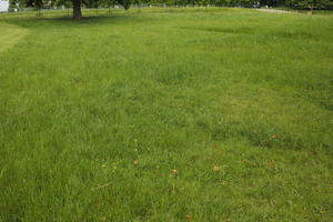 day, England, eye level view, grass, lawn, London, natural light, park, spring, The United Kingdom