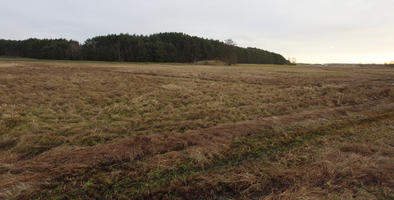 afternoon, day, diffuse, diffused light, eye level view, field, Kopanica, Poland, treeline, Wielkopolskie, winter