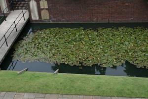 architecture, bridge, day, elevated, England, grass, London, pond, railing, The United Kingdom, vegetation, water lily