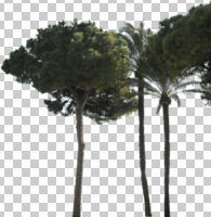 afternoon, Canary island date palm, coniferous, cutout, cutout plants, day, direct sunlight, evergreen, eye level view, Italian stone pine, natural light, palm, parasol pine, Phoenix canariensis, pine, Pinus pinea, spring, summer, sunny, tree, umbrella pine