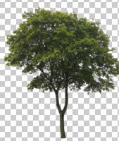 broad-leaf tree, broad-leaved tree, cutout, cutout trees, day, diffuse, diffused light, eye level view, summer