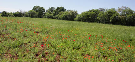 Croatia, day, direct sunlight, eye level view, field, flower, flower field, Istarska, Peroj, spring, sunny, treeline