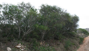 autumn, bush, day, diffuse, diffused light, eye level view, Malta, natural light, shrub