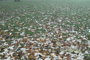 ambient light, day, deciduous, diffuse, diffused light, England, eye level view, fog, leaves, London, natural light, park, The United Kingdom, winter