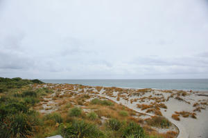 day, diffuse, diffused light, elevated, grass, natural light, New Zealand, overcast, plant, sand dune, summer, West Coast