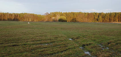 afternoon, day, diffuse, diffused light, eye level view, field, Kopanica, Poland, treeline, Wielkopolskie, winter