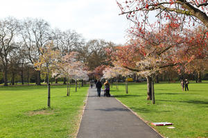 alley, blooming, blossom, day, deciduous, England, eye level view, grass, London, park, spring, sunny, The United Kingdom, tree