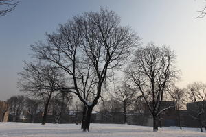 afternoon, day, deciduous, diffuse, diffused light, eye level view, natural light, park, Poland, Poznan, snow, tree, Wielkopolskie