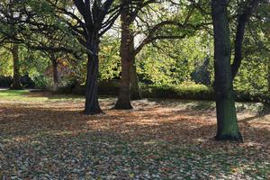 afternoon, autumn, Battersea park, day, England, eye level view, leaf, London, park, sunny, The United Kingdom, tree