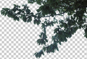 below, branch, broad-leaf tree, broad-leaved tree, cutout, cutout trees, day, diffuse, diffused light, spring