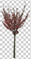 ambient light, blooming, blossom, broad-leaf tree, broad-leaved tree, cutout, cutout plants, cutout trees, day, deciduous, diffuse, diffused light, eye level view, flowering, morning, natural light, Prunus, spring, tree, young