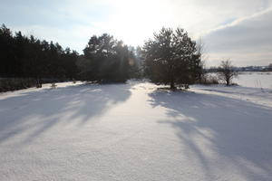 afternoon, bright, coniferous, day, eye level view, Poland, snow, sunny, tree, Wielkopolskie, winter, woodland