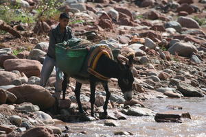 boy, day, donkey, eye level view, front, Marrakech, Morocco, river, summer, sunny, walking