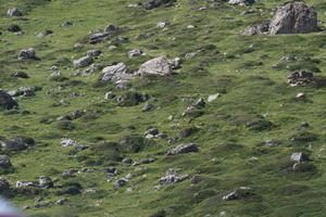 day, elevated, grass, mountain, natural light, Switzerland, Switzerland