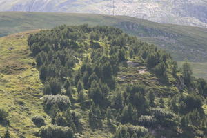 day, elevated, mountain, natural light, pine, Switzerland, Switzerland, tree, vegetation