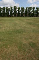 afternoon, bright, Cambridge, day, England, eye level view, grass, lawn, spring, The United Kingdom, tree, vegetation