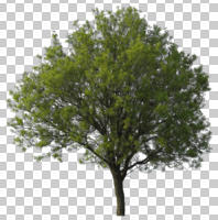 afternoon, almond, ambient light, broad-leaf tree, broad-leaved tree, cutout, cutout plants, cutout trees, day, deciduous, diffuse, diffused light, eye level view, natural light, overcast, Prunus amygdalus dulcis, spring, tree
