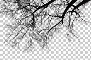 ambient light, below, bough, branch, broad-leaf tree, broad-leaved tree, cutout, cutout plants, cutout trees, day, deciduous, diffuse, diffused light, natural light, overcast, tree, twig, winter