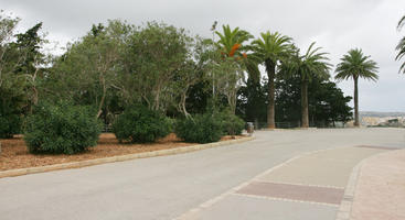 autumn, bush, day, diffuse, diffused light, evergreen, eye level view, Malta, overcast, palm, Phoenix canariensis, road, shrub