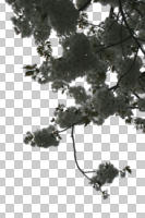 below, blooming, blossom, branch, cutout, cutout plants, cutout trees, day, natural light, outdoor lighting, spring, tree
