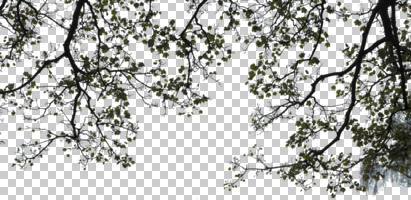 autumn, below, branch, broad-leaf tree, broad-leaved tree, cutout, cutout trees, day, diffuse, diffused light, twig