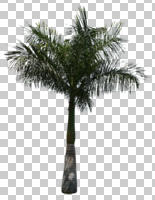 afternoon, Cuban royal palm, cutout, cutout plants, cutout trees, day, direct sunlight, evergreen, eye level view, Florida royal palm, natural light, palm, royal palm, Roystonea regia, spring, sunny, tree