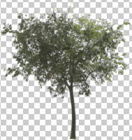 broad-leaf tree, cutout, cutout plants, cutout trees, day, deciduous, eye level view, natural light, plant, summer, tree, vegetation