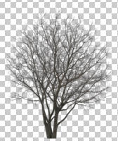 afternoon, ambient light, broad-leaf tree, cutout, cutout plants, cutout trees, day, deciduous, diffuse, diffused light, eye level view, tree, winter, young