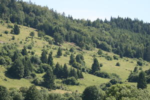 Bourgogne, day, elevated, France, Macon, natural light, tree, vegetation, woodland