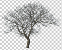 afternoon, bright, broad-leaf tree, broad-leaved tree, cutout, cutout plants, day, deciduous, direct sunlight, eye level view, natural light, sunny, tree, winter