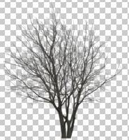 afternoon, ambient light, broad-leaf tree, cloudy, cutout, cutout plants, cutout trees, day, deciduous, diffuse, diffused light, eye level view, overcast, tree, winter