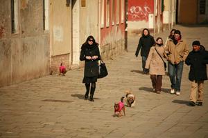 animal, casual, caucasian, day, dog, eye level view, group, Italia , people, street, Veneto, Venice, winter