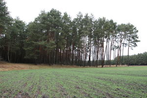 day, eye level view, field, forest, overcast, Poland, tree, vegetation, Wielkopolskie, winter, Wolsztyn