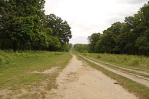 day, diffuse, diffused light, England, eye level view, London, natural light, park, road, spring, The United Kingdom, treeline