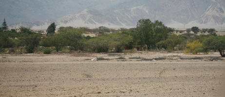 bush, day, desert, evergreen, eye level view, Peru, shrub, summer, sunny