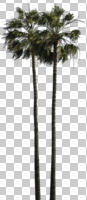 afternoon, bright, cutout, cutout plants, day, desert fan palm, direct sunlight, evergreen, eye level view, natural light, palm, spring, sunny, tree, Washingtonia filifera