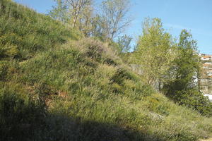 afternoon, below, Croatia, day, grass, grove, lowered, natural light, plant, spring, sunlight, sunny, tree, vegetation