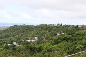 Barbados, day, elevated, natural light, spring, tropical, vegetation, woodland