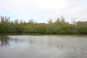 ambient light, day, diffuse, diffused light, eye level view, Florida, mangrove, overcast, river, The United States, winter