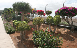 autumn, bush, Canarias, day, eye level view, flowered bush, garden, Las Palmas, palm, shrub, Spain, sunny, tropical
