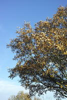 autumn, below, broad-leaf tree, broad-leaved tree, day, deciduous, England, London, sunny, The United Kingdom, tree