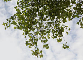 below, broad-leaf tree, broad-leaved tree, day, direct sunlight, England, London, park, summer, sunny, The United Kingdom, tree