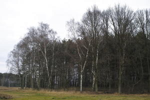 ambient light, day, eye level view, forest, overcast, Poland, Wielkopolskie, winter, Wolsztyn
