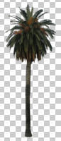 ambient light, Canary island date palm, cutout, cutout plants, cutout trees, day, diffuse, diffused light, evening, evergreen, eye level view, natural light, overcast, palm, Phoenix canariensis, summer, tree