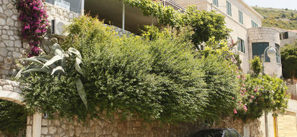bush, Croatia, day, Dubrovacko-Neretvanska, Dubrovnik, eye level view, flowered bush, shrub, summer, sunny